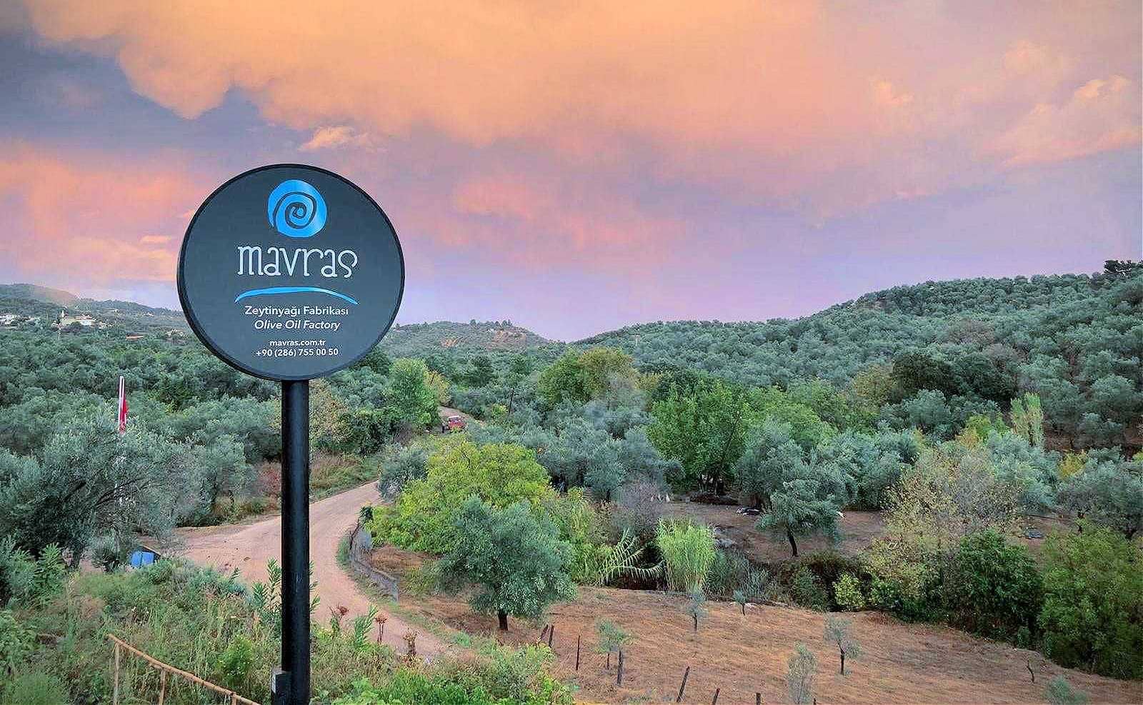 africa-middle-east-profiles-production-mavras-olive-oil-company-relies-on-tradition-terroir-to-produce-quality-evoo-olive-oil-times