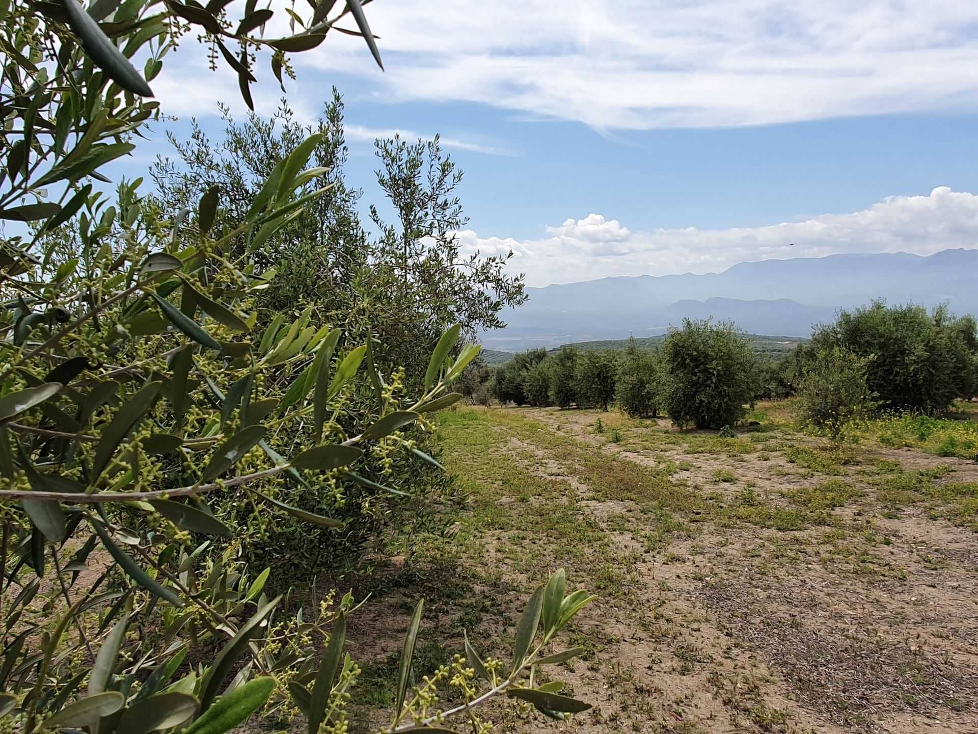 europe-competitions-the-best-olive-oils-andalusian-producers-overcome-obstacles-to-triumph-at-2021-nyiooc-olive-oil-times