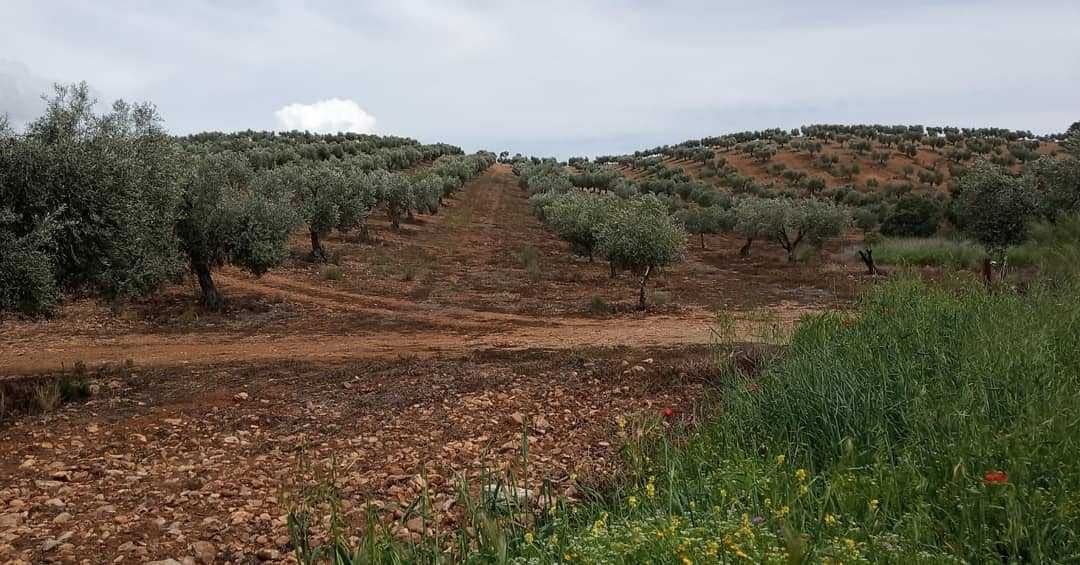 europe-competitions-the-best-olive-oils-producers-across-spain-celebrate-nyiooc-success-olive-oil-times