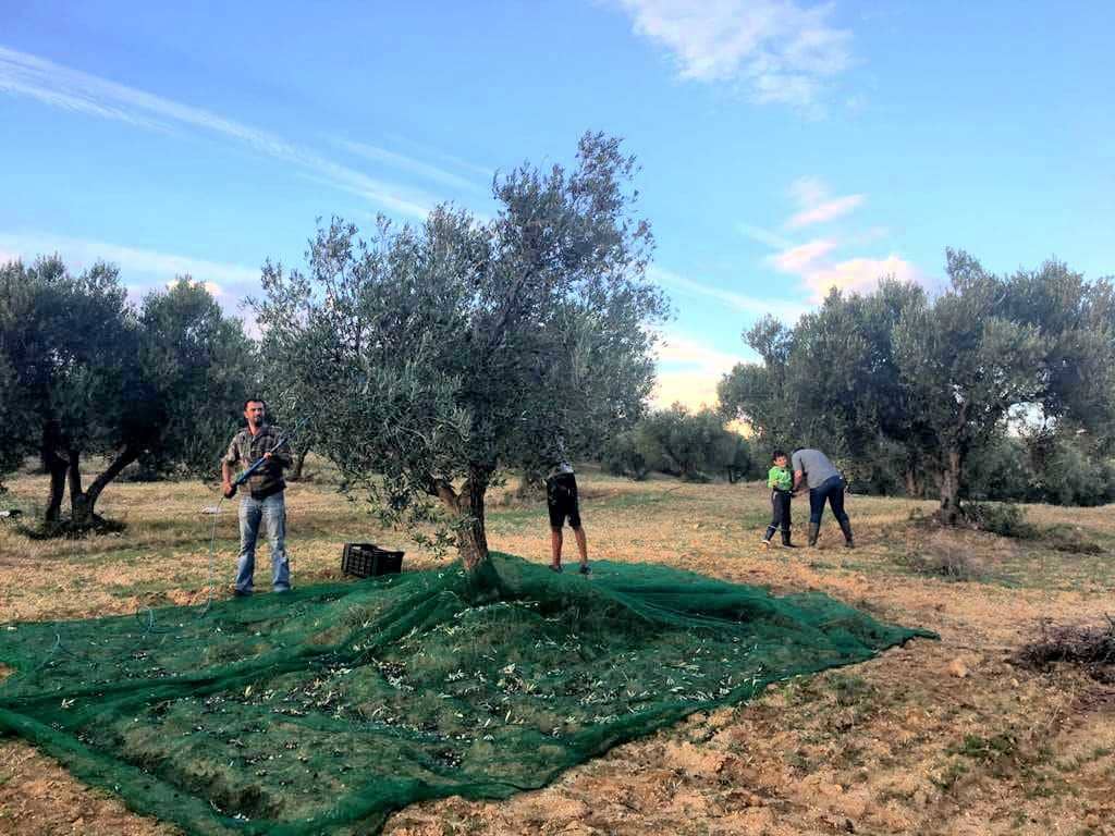 africa-middle-east-competitions-the-best-olive-oils-after-poor-harvest-a-record-year-for-tunisia-at-world-olive-oil-competition-olive-oil-times