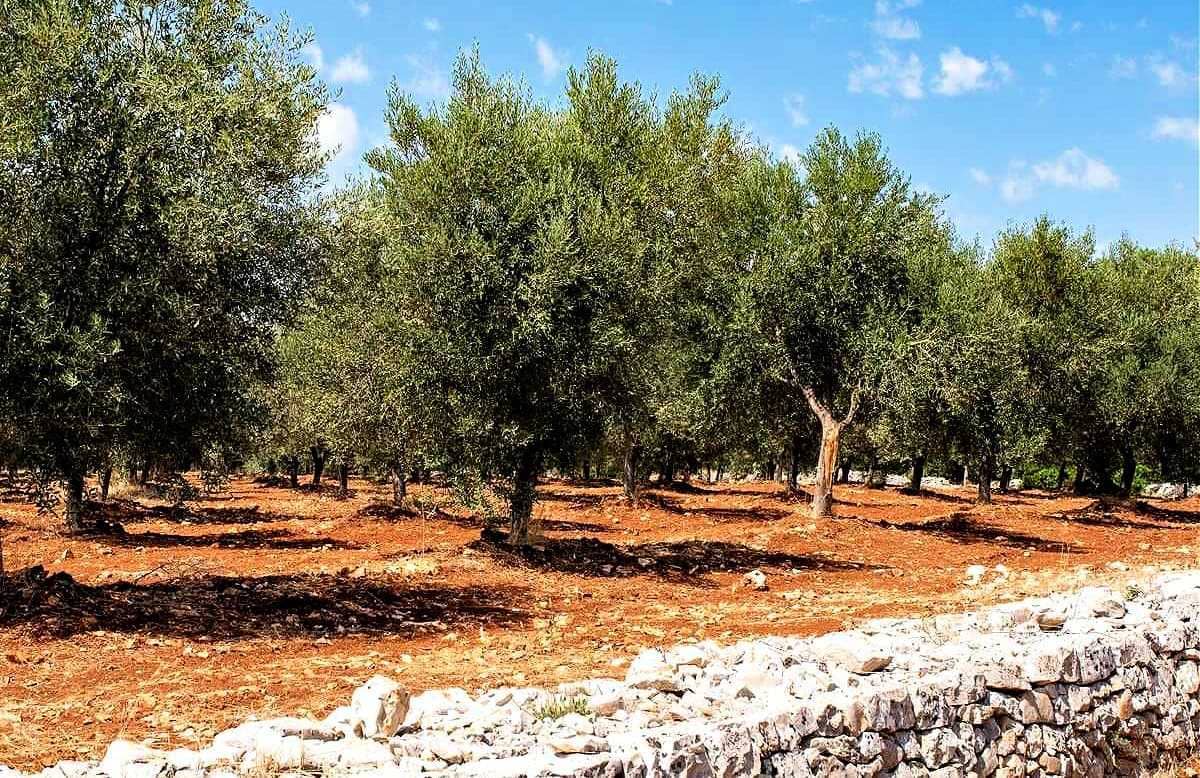 business-europe-profiles-production-sustainability-innovation-guide-this-awardwinning-producer-in-apulia-olive-oil-times