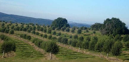 south-america-uruguayan-olive-oil-production-expected-to-grow-olive-oil-times-the-groves-of-uruguayan-olive-oil-producer-finca-babieca
