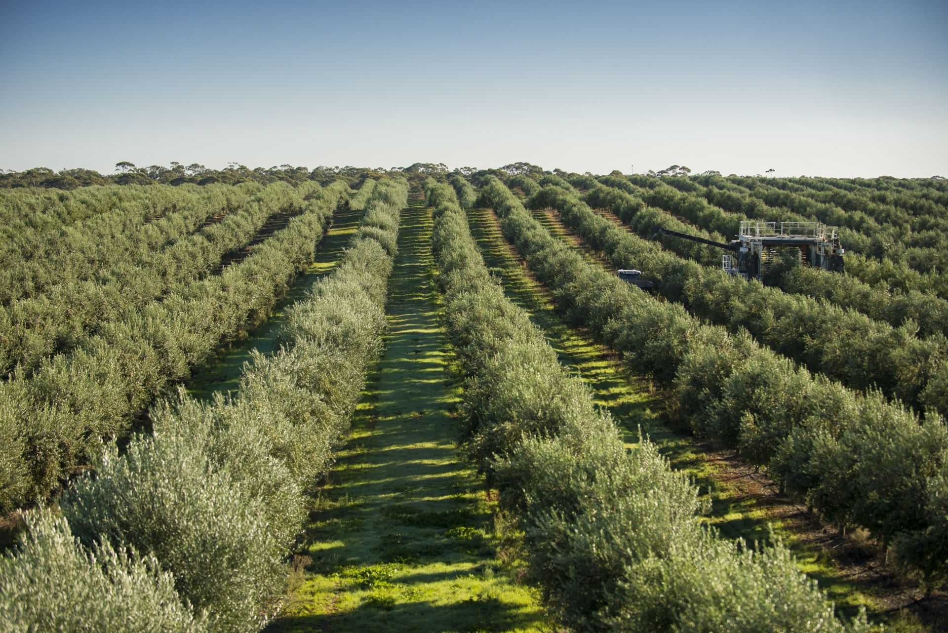 australia-and-new-zealand-business-production-after-years-of-drought-and-covid-australians-celebrate-recordbreaking-harvest-olive-oil-times