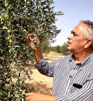 business-competitions-production-the-best-olive-oils-world-a-record-number-of-awards-for-tunisian-olive-oil-olive-oil-times