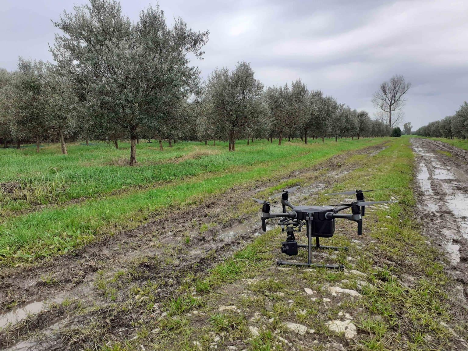 production-world-improving-olive-grove-biodiversity-helps-fight-xylella-fastidiosa-and-climate-change-olive-oil-times