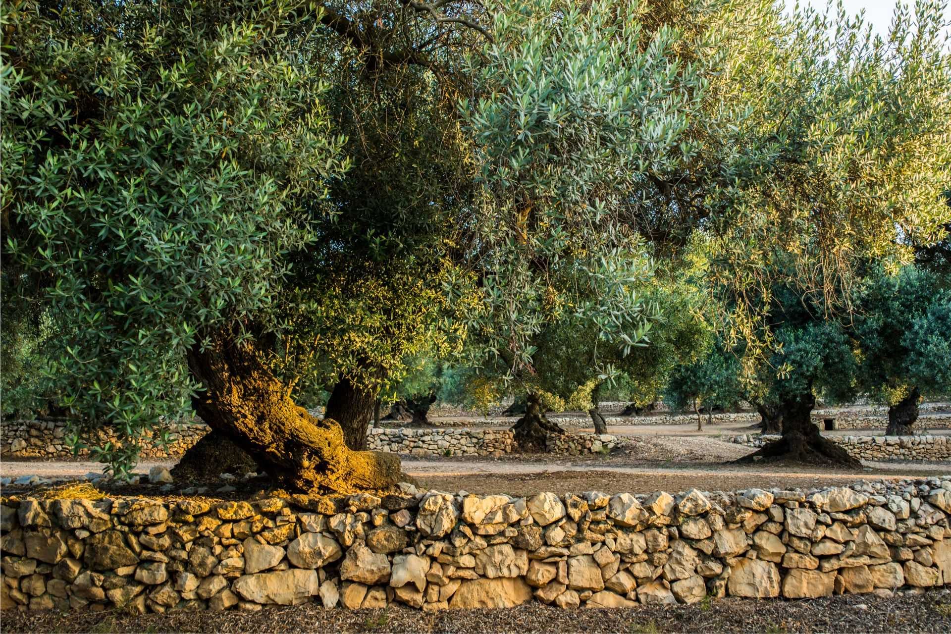 europe-profiles-production-catalan-producers-emphasize-history-and-sustainability-in-tourism-initiative-olive-oil-times