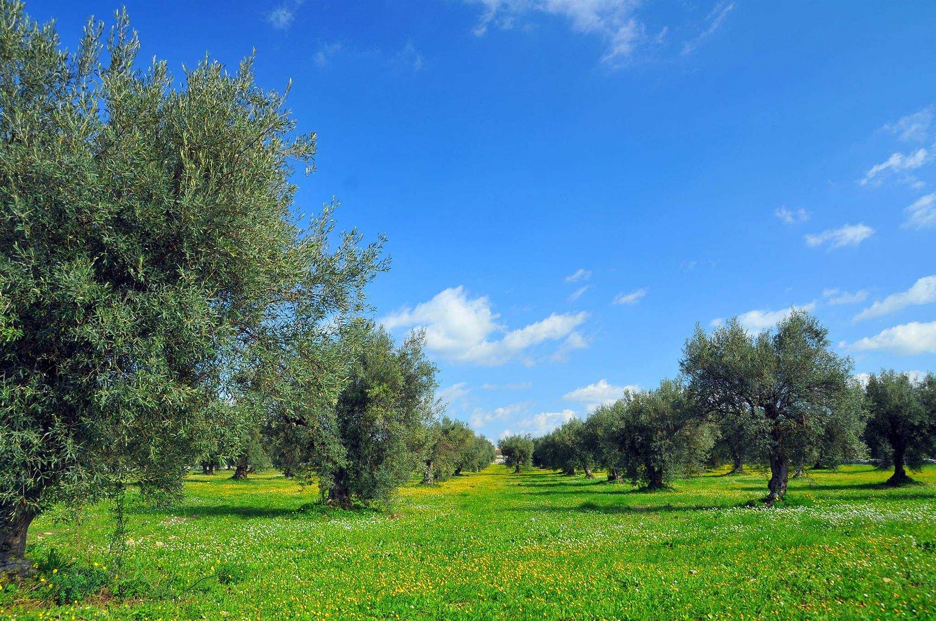 europe-competitions-the-best-olive-oils-organic-producers-from-puglia-triumph-at-world-competition-olive-oil-times