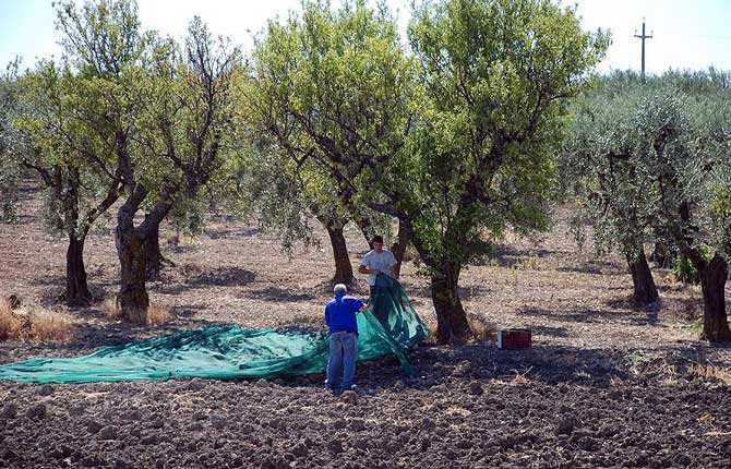 オリーブの木の流行に戸惑ったヨーロッパ Olive Oil Times