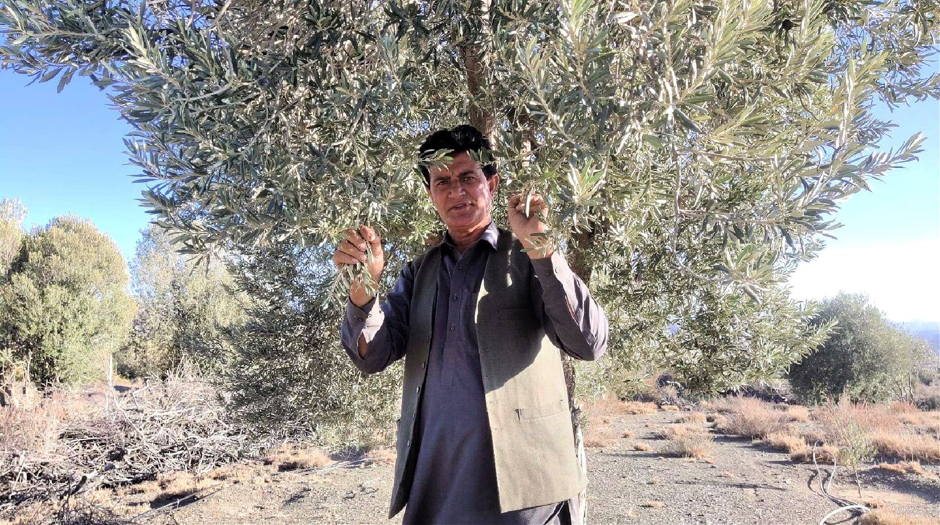asia-production-olive-farming-is-key-to-saving-the-forests-of-balochistan-olive-oil-times