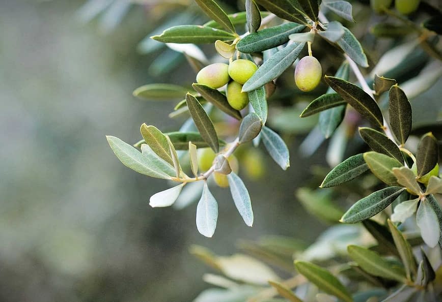 oleocanthal Olive Oil Times