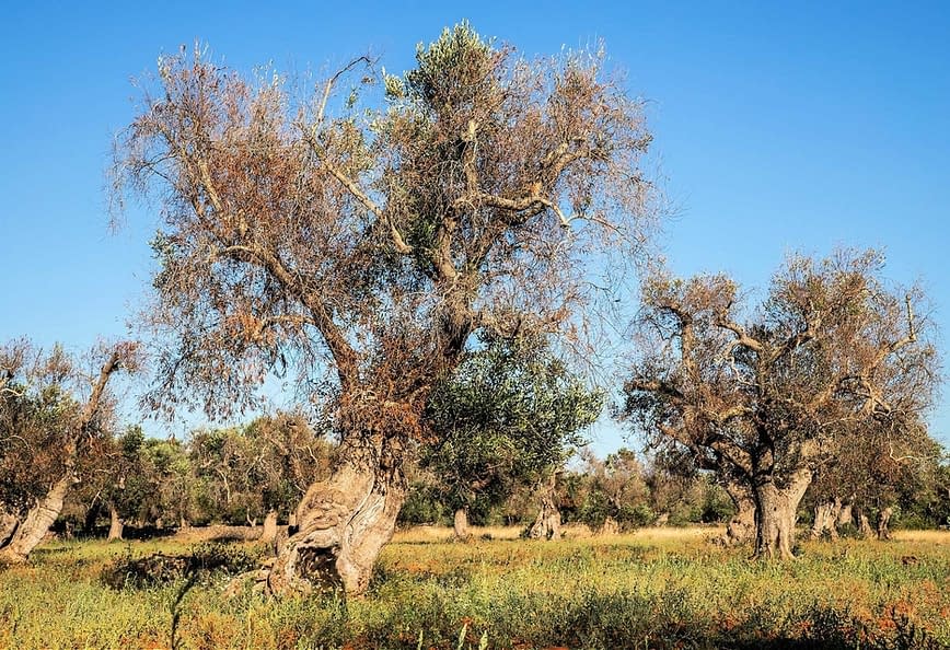 Xylella fastidiosa Olive Oil Times