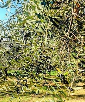 Vendanges 2019 Olive Oil Times