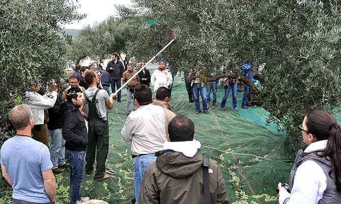 production-research-institute-in-chania-emerges-as-greek-olive-sector-leader-olive-oil-times-the-institute-for-olive-tree-and-subtropical-plants-in-chania
