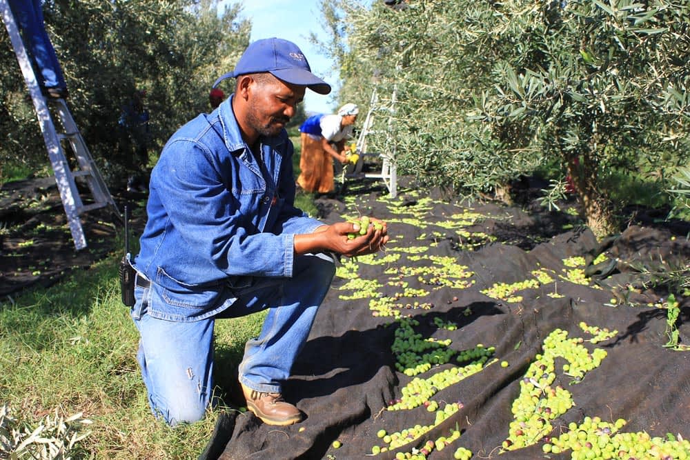 Un homme agenouillé inspecte les olives pendant le processus de récolte dans une oliveraie. Olive Oil Times