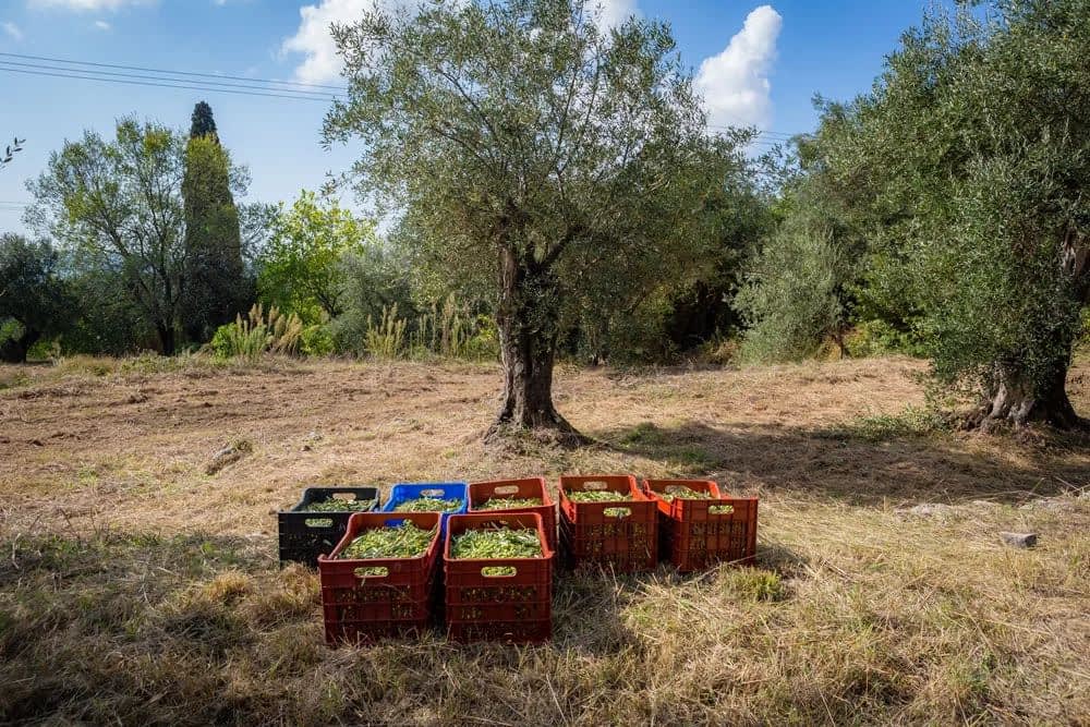 Pisani plastični zaboji, napolnjeni z obranimi olivami, postavljeni pod oljčnimi drevesi na polju. - Olive Oil Times