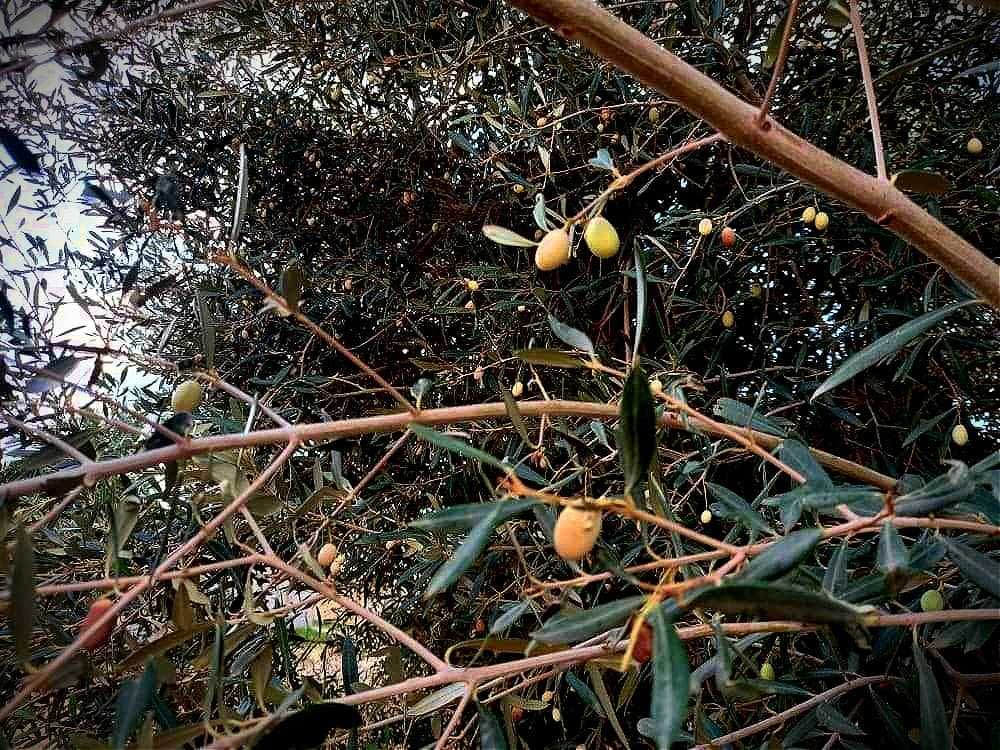 Branch of an olive tree featuring green olives among leaves in a natural setting. - Olive Oil Times