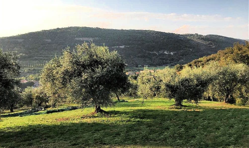 Olive trees in a green landscape with rolling hills in the background under a clear sky. - Olive Oil Times
