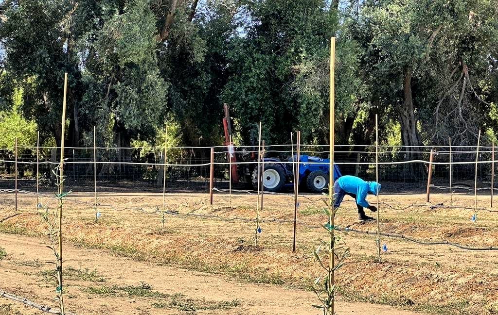 Individuo con una felpa con cappuccio blu che si prende cura delle colture in un campo con un trattore sullo sfondo. - Olive Oil Times