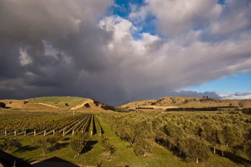 A landscape featuring an olive grove and vineyard under a cloudy sky with rolling hills in the background. - Olive Oil Times