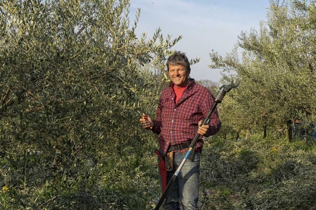 Man wearing a checkered shirt holding an olive harvesting tool in an olive grove. - Olive Oil Times