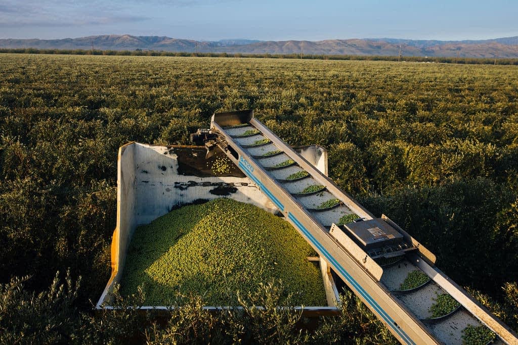 Máquina recolectora de aceitunas recogiendo aceitunas de un campo con montañas al fondo. - Olive Oil Times