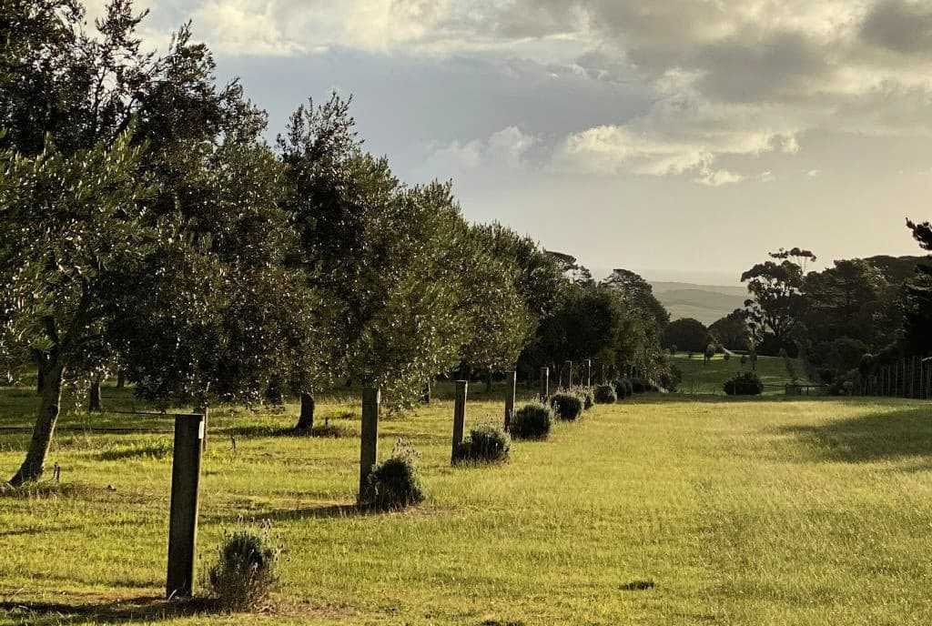Row of trees in an orchard with grass in the foreground and cloudy sky in the background. - Olive Oil Times
