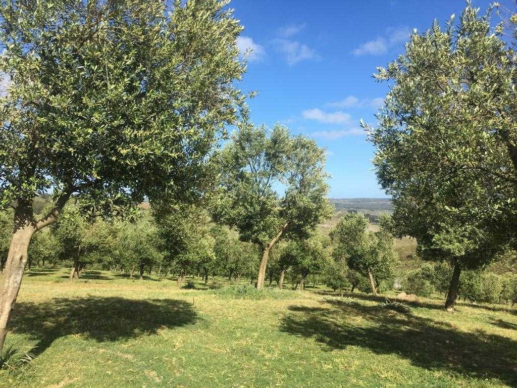 Olive trees arranged in rows on a hillside under a clear blue sky. - Olive Oil Times