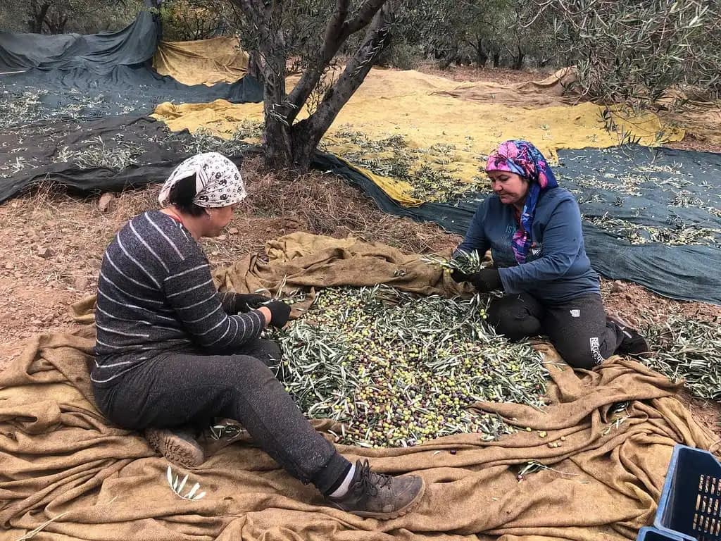 Two women sorting olives on a large cloth in an olive grove during harvest season. - Olive Oil Times