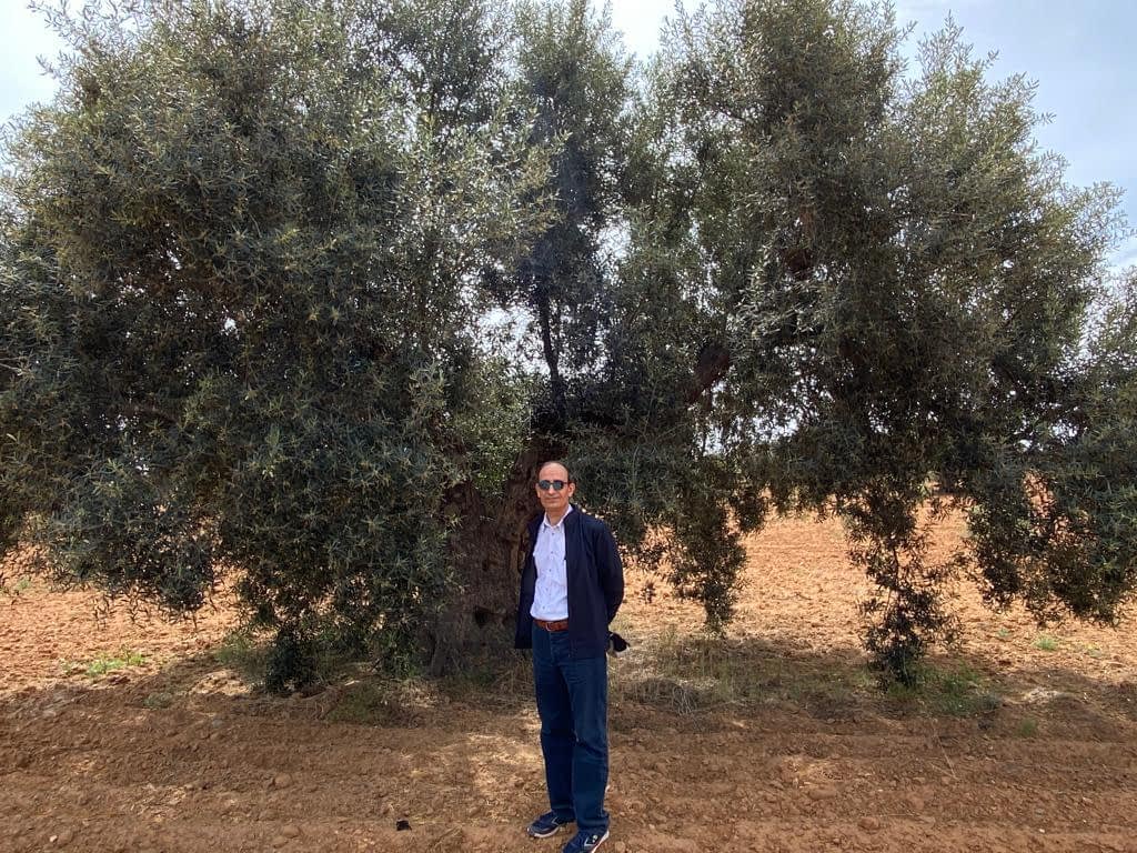 A man wearing sunglasses standing next to a large olive tree in a field. - Olive Oil Times