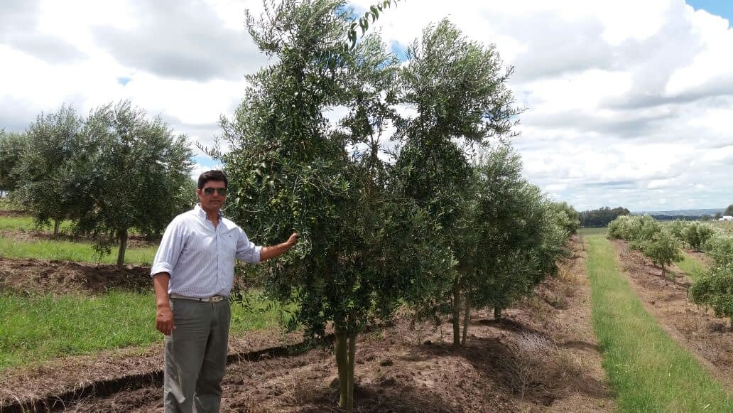 A man in a white shirt standing beside an olive tree in an orchard. - Olive Oil Times