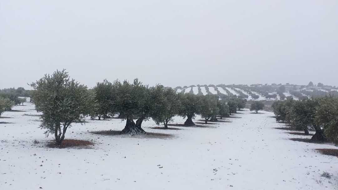 Oliviers recouverts de neige dans un paysage hivernal avec des rangées d'arbres en arrière-plan. - Olive Oil Times
