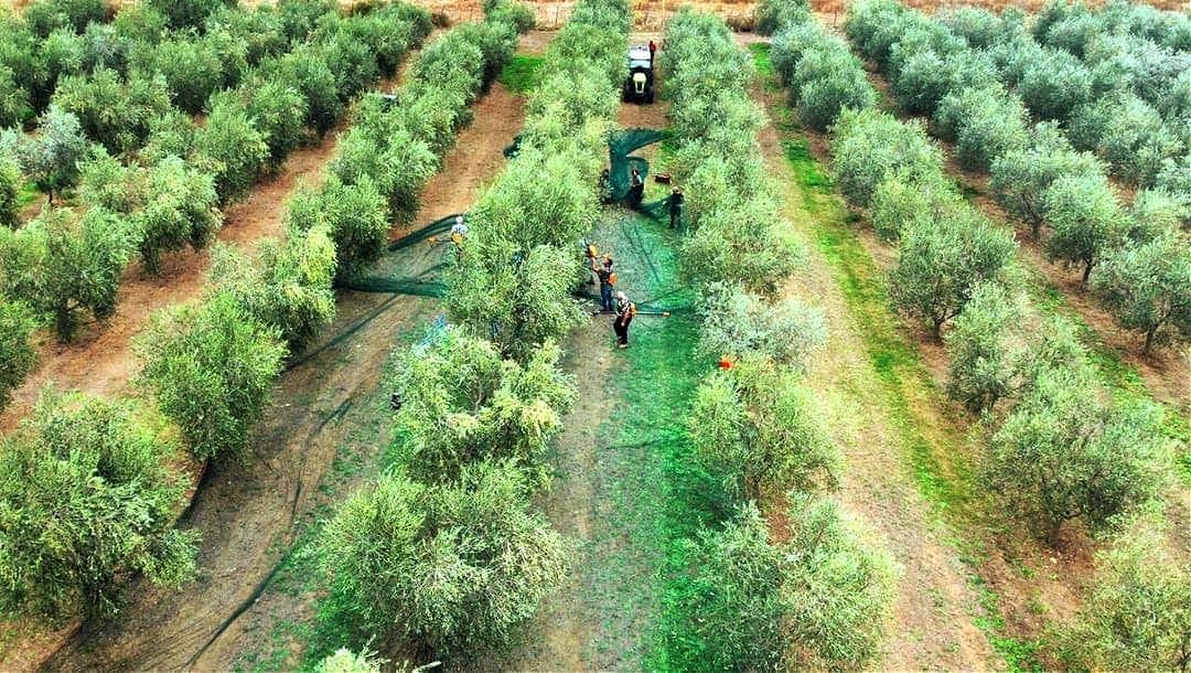 - Ağaçların sıralandığı yeşil zeytin bahçesinde zeytin hasadı yapan işçiler. Olive Oil Times