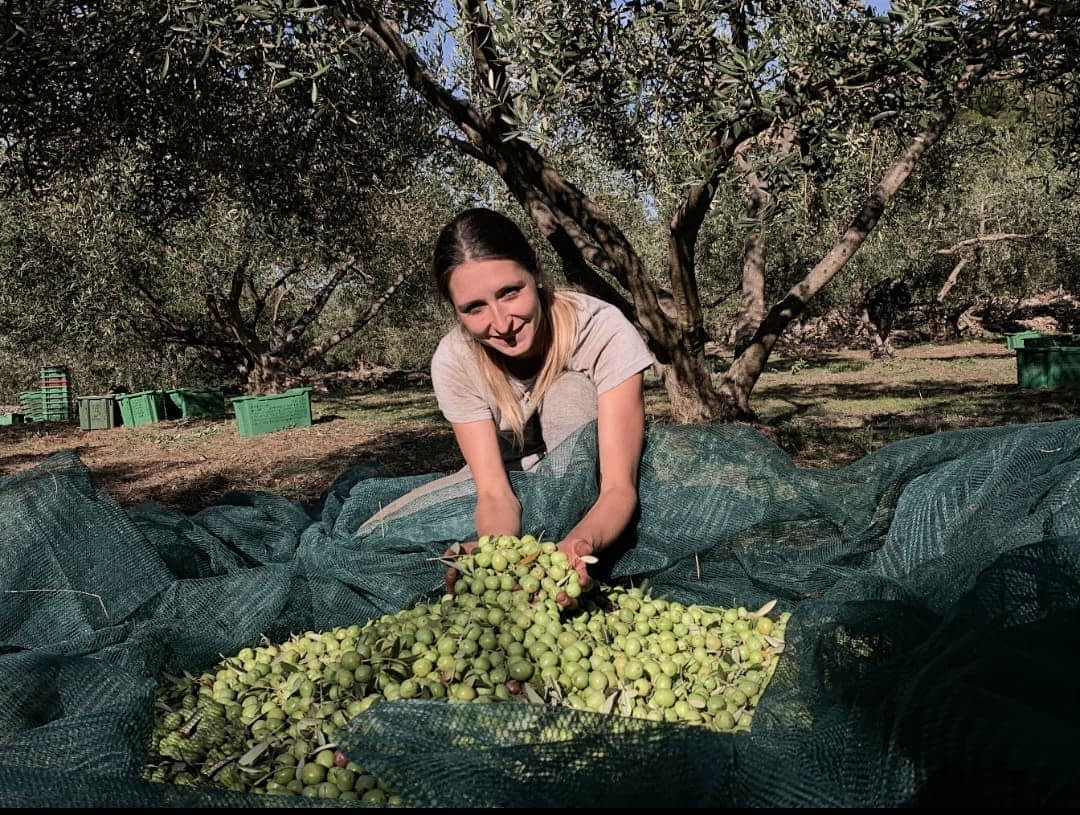 Vrouw houdt vers geplukte olijven vast terwijl ze op een groen net in een olijfgaard zit. Olive Oil Times