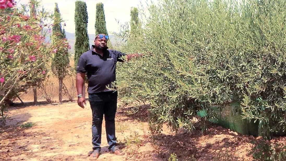 Чоловік у чорній сорочці стоїть біля оливкового дерева в саду. - Olive Oil Times