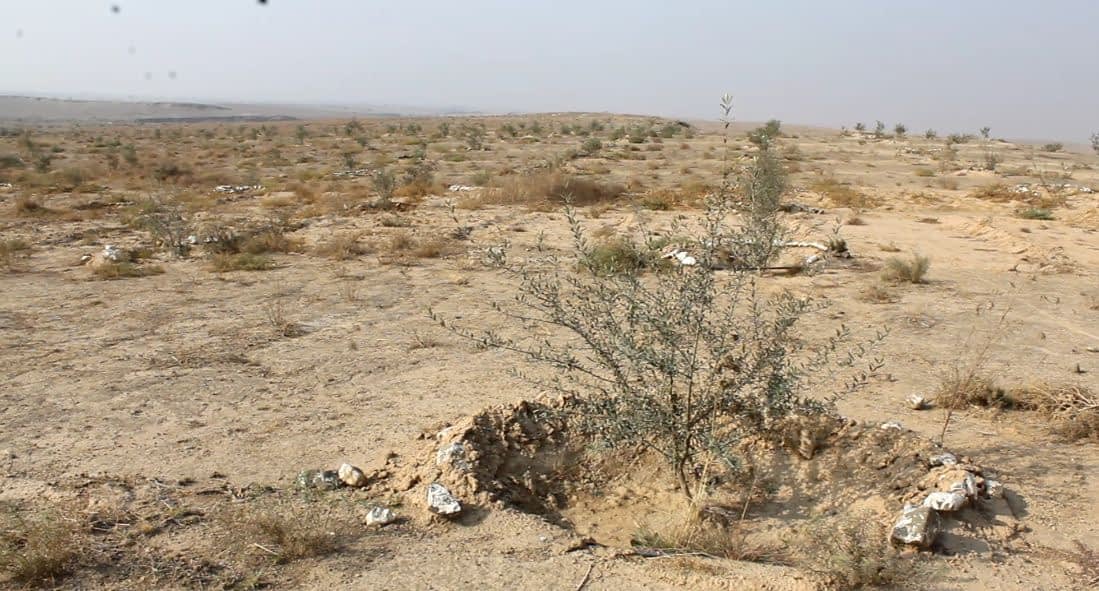 An olive tree growing in a dry, arid landscape with sparse vegetation and rocky soil. - Olive Oil Times