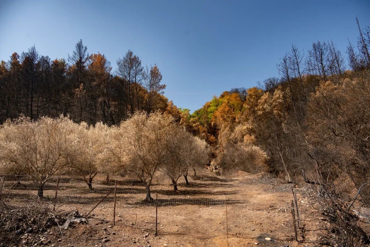 Burned olive trees with scorched branches and a barren landscape in Olympia, Greece. - Olive Oil Times