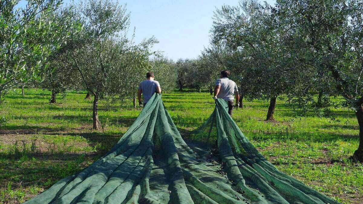 Dva posameznika, ki se sprehajata skozi oljčni nasad in nosita mreže za obiranje zelenice. - Olive Oil Times