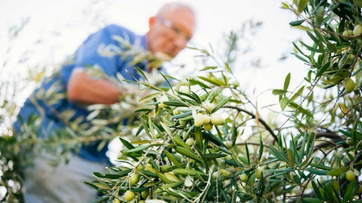 Ein Mann erntet Oliven von einem Baum und konzentriert sich dabei auf die Zweige und Früchte. - Olive Oil Times