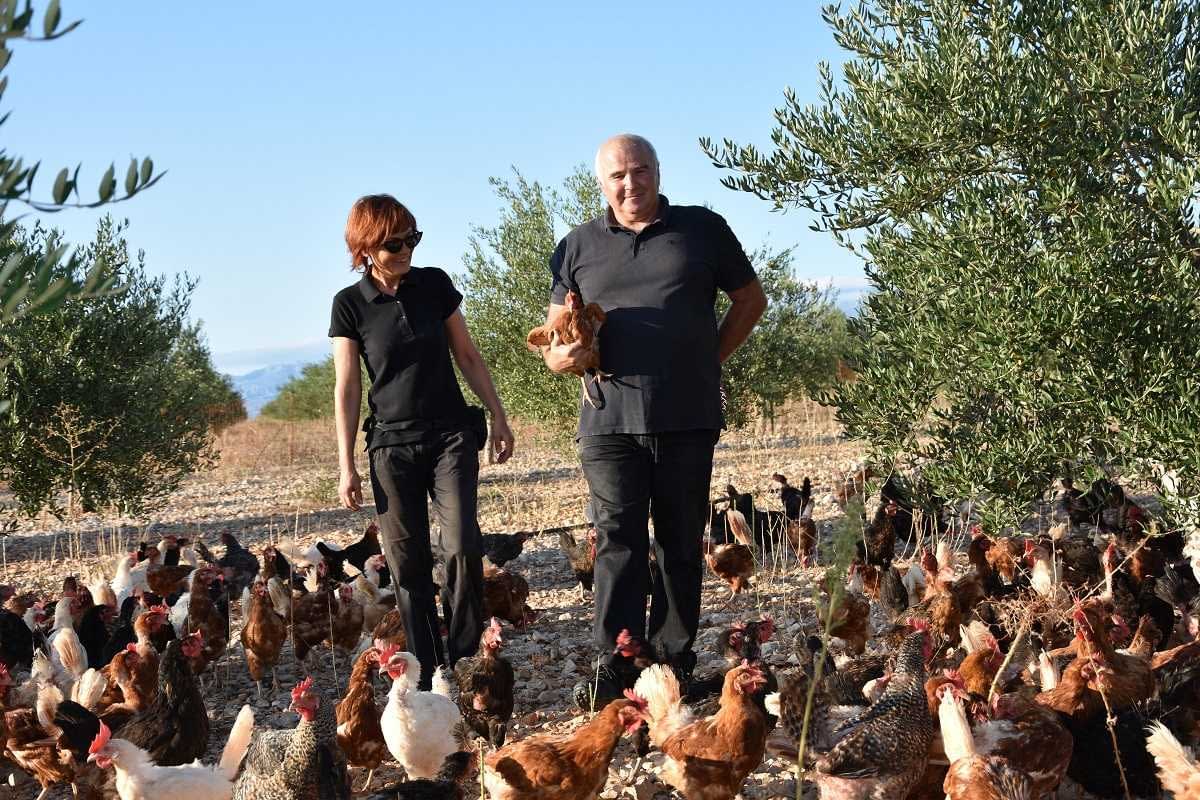 Dos granjeros caminando por un campo con un gran grupo de gallinas en un entorno rural. Olive Oil Times