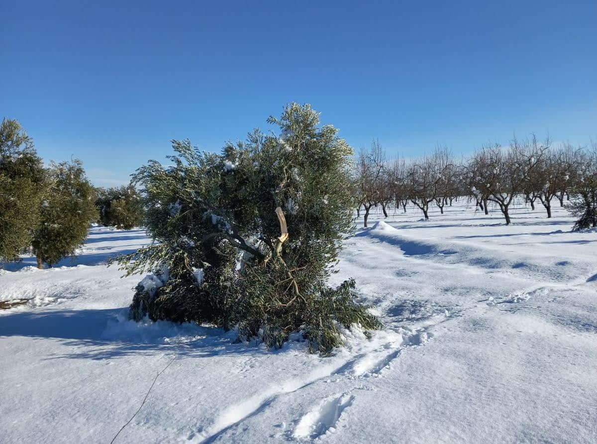 Oljka, delno prekrita s snegom, na zasneženem polju z drugimi drevesi v ozadju. - Olive Oil Times