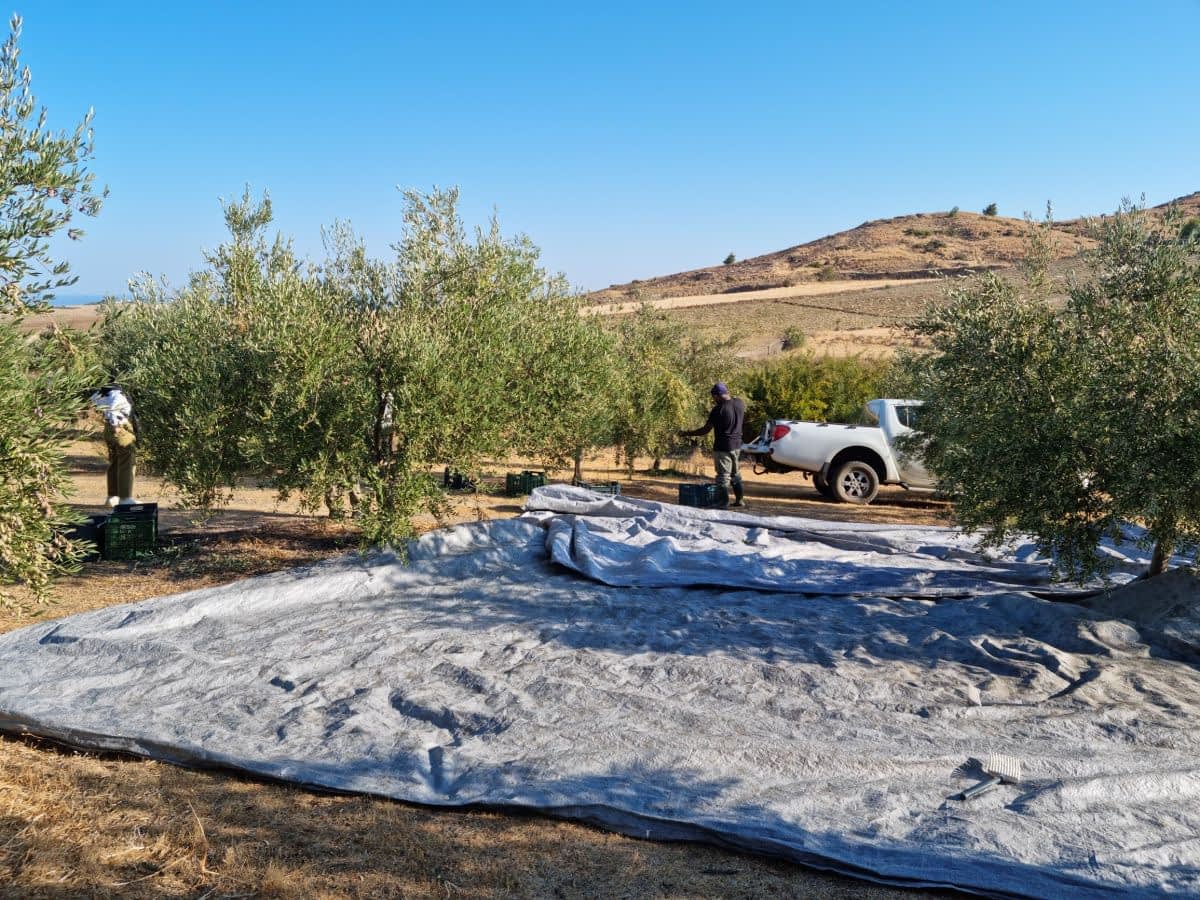Trabajadores recogen aceitunas de los árboles con lonas extendidas en el suelo durante el proceso de cosecha. - Olive Oil Times