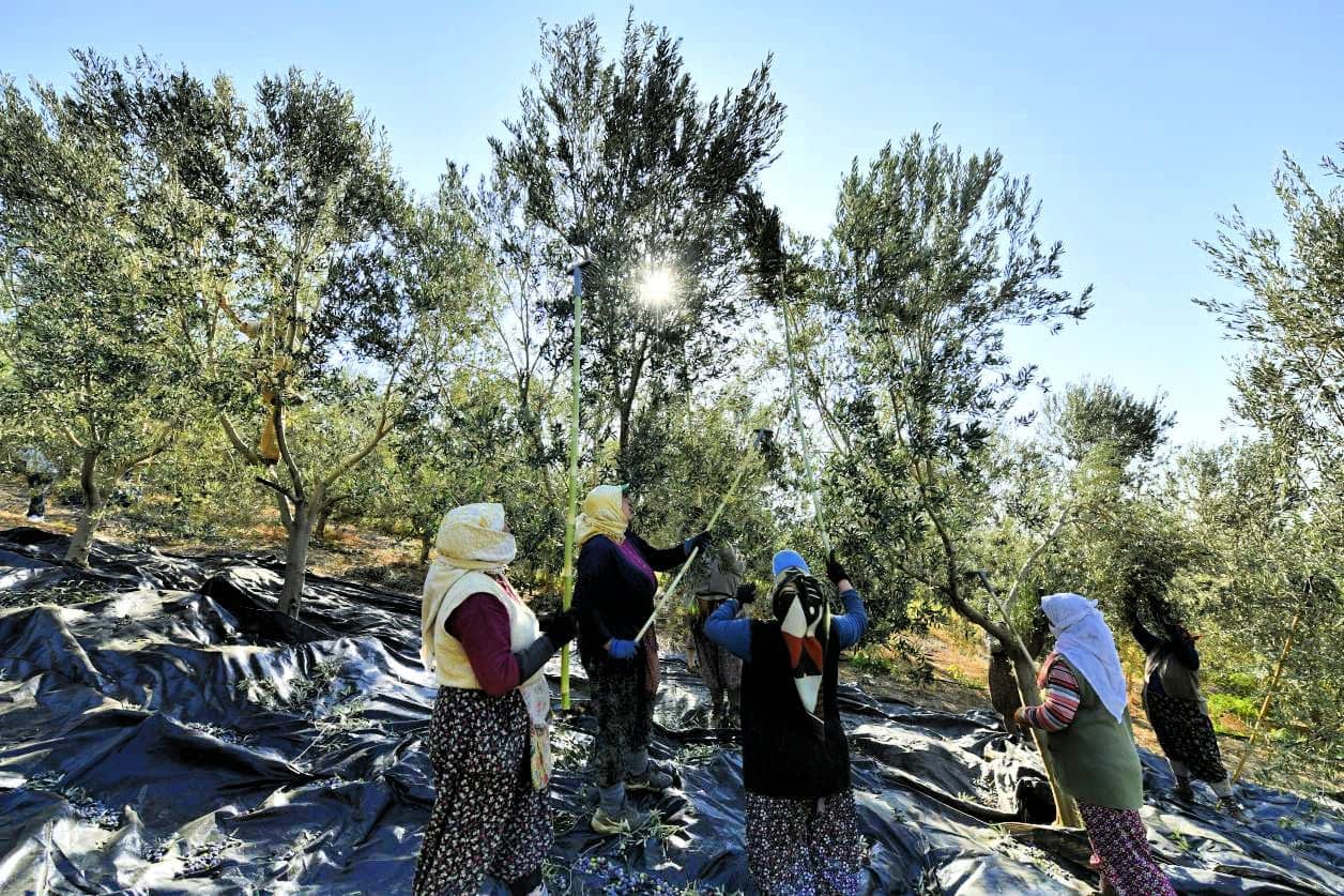 Group of women harvesting olives from trees in an orchard with sunlight filtering through the leaves. - Olive Oil Times