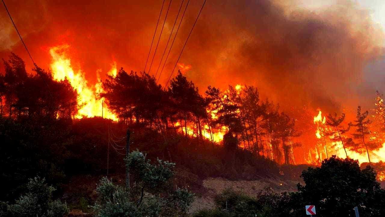 Des flammes intenses engloutissent les arbres dans un incendie de forêt, avec de la fumée s'élevant dans l'air. - Olive Oil Times