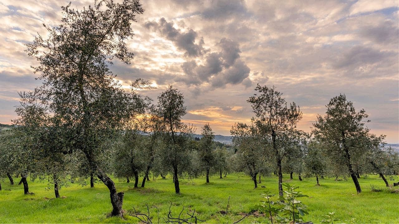 Olivenbäume in einem Hain unter einem bewölkten Himmel während des Sonnenuntergangs mit grünem Gras. - Olive Oil Times