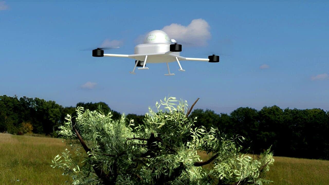Um drone pairando sobre uma oliveira em um campo gramado sob um céu limpo. - Olive Oil Times