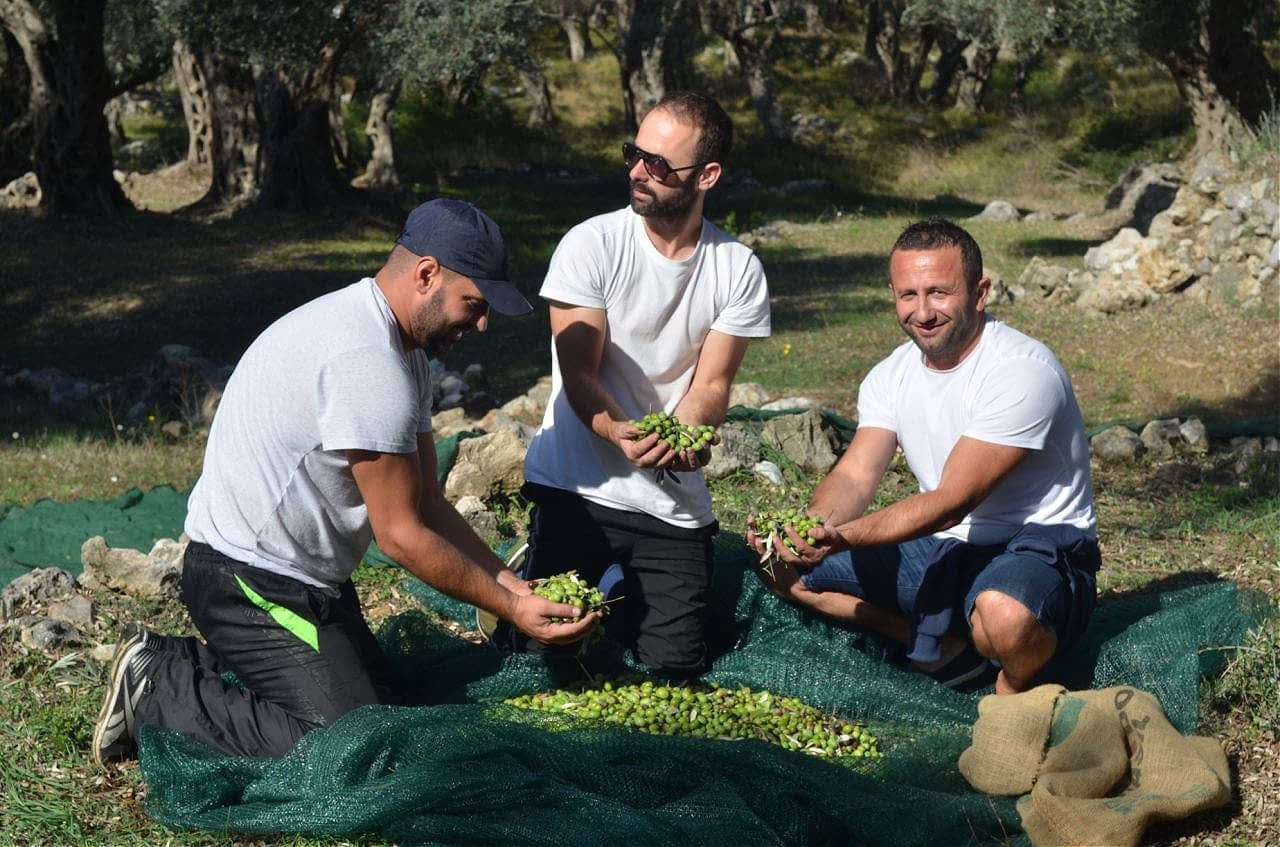畑でオリーブを収穫している 3 人の男性。緑のオリーブを手に地面にひざまずいています。 - Olive Oil Times