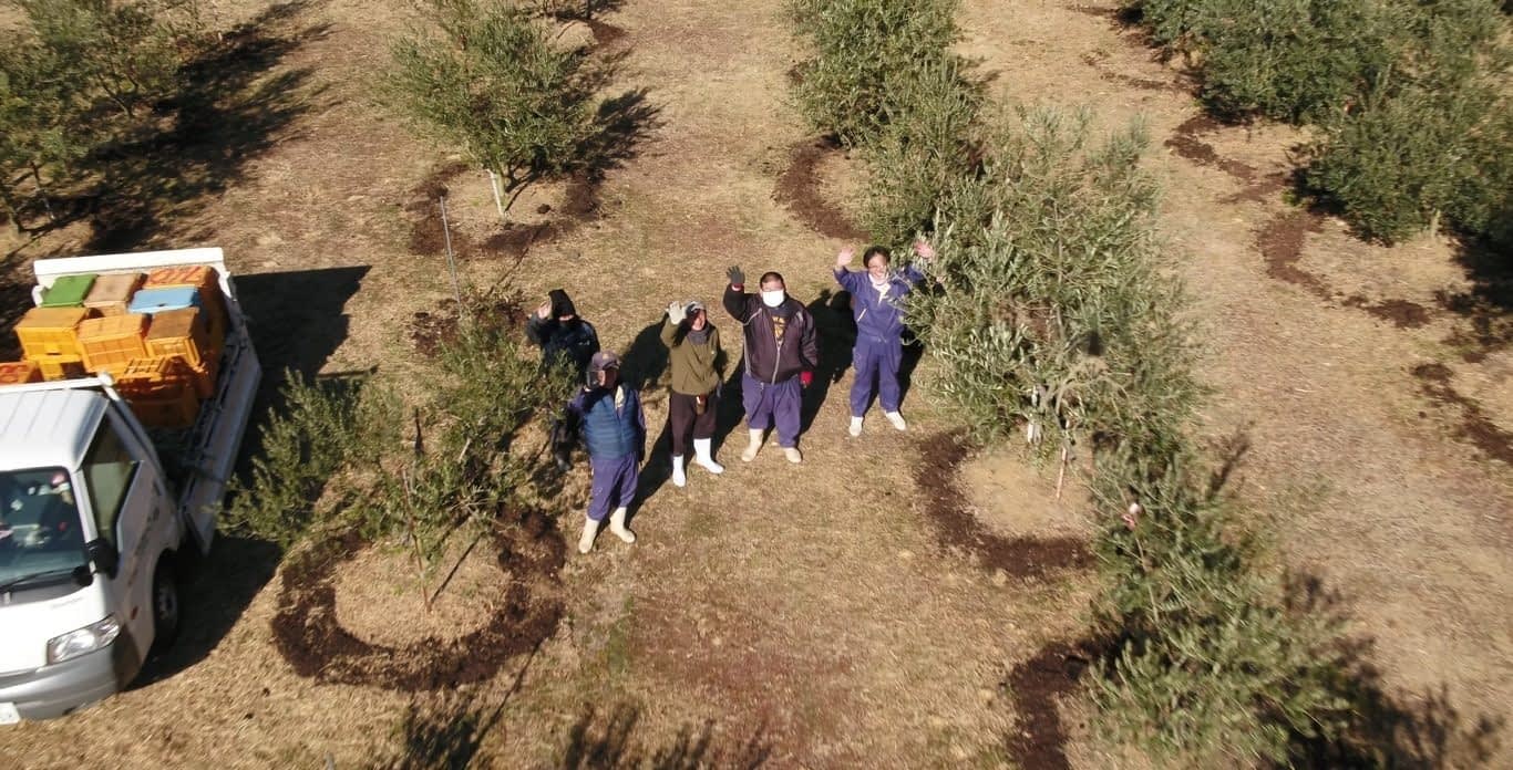 Aerial view of a group of individuals standing among olive trees in an olive grove. - Olive Oil Times