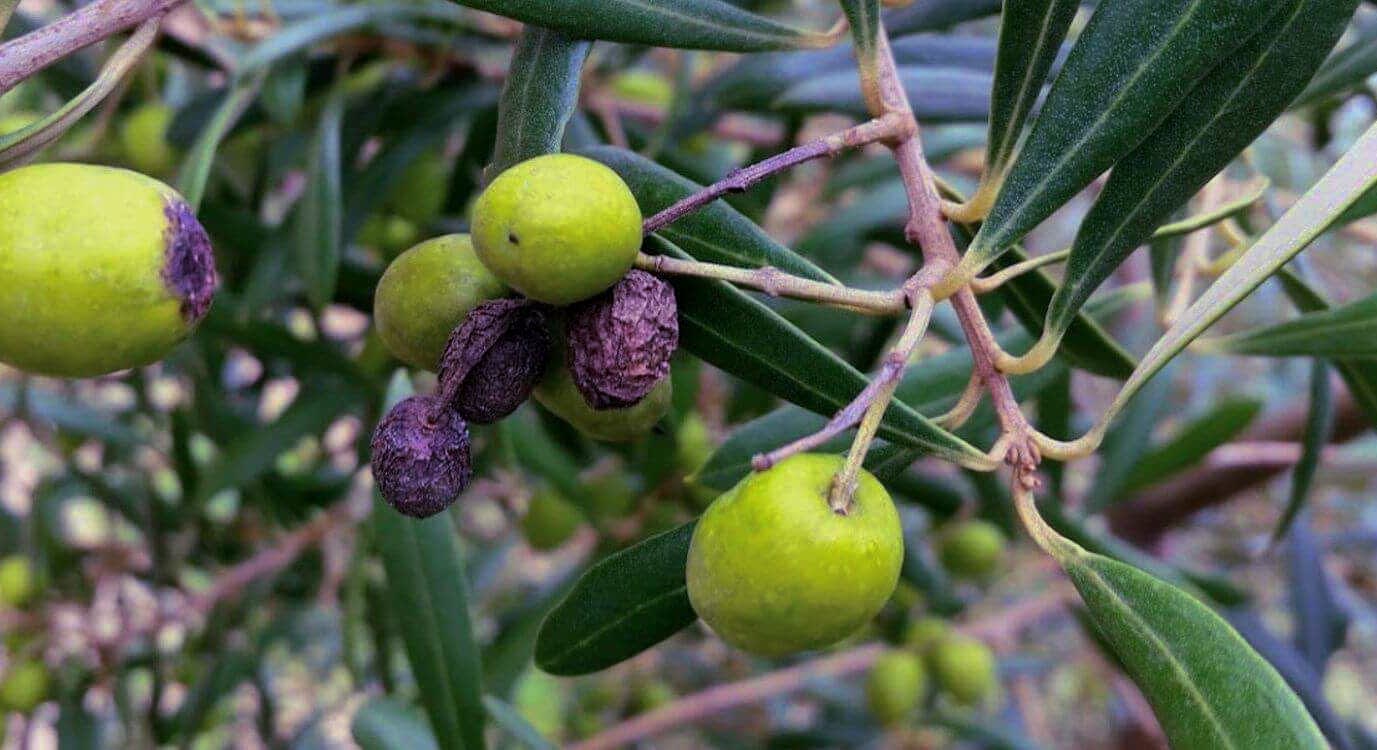 葉の間に緑と黒のオリーブが入ったオリーブの木の枝。 - Olive Oil Times