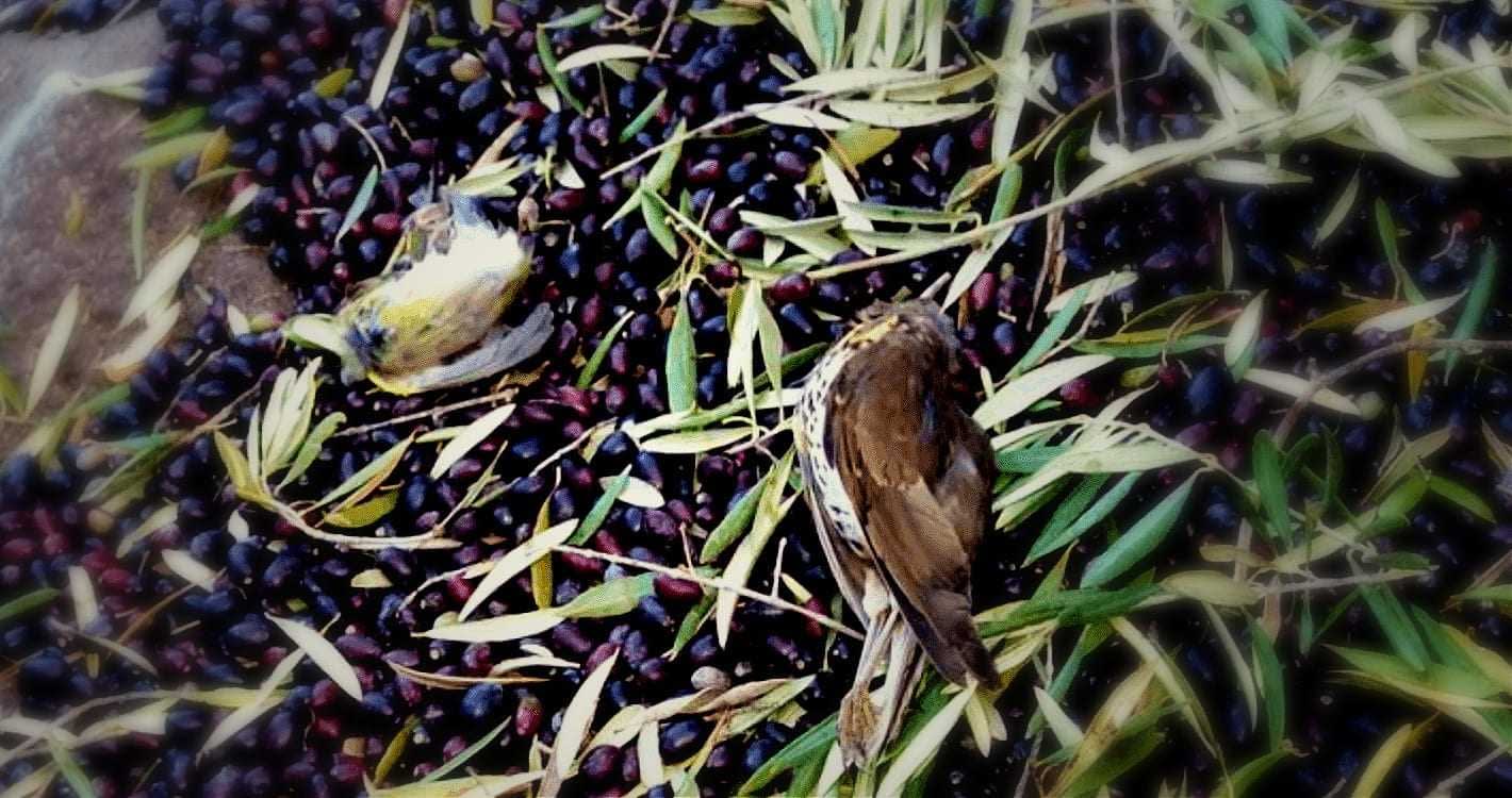 Two birds resting on a bed of fallen olives and olive leaves on the ground. - Olive Oil Times