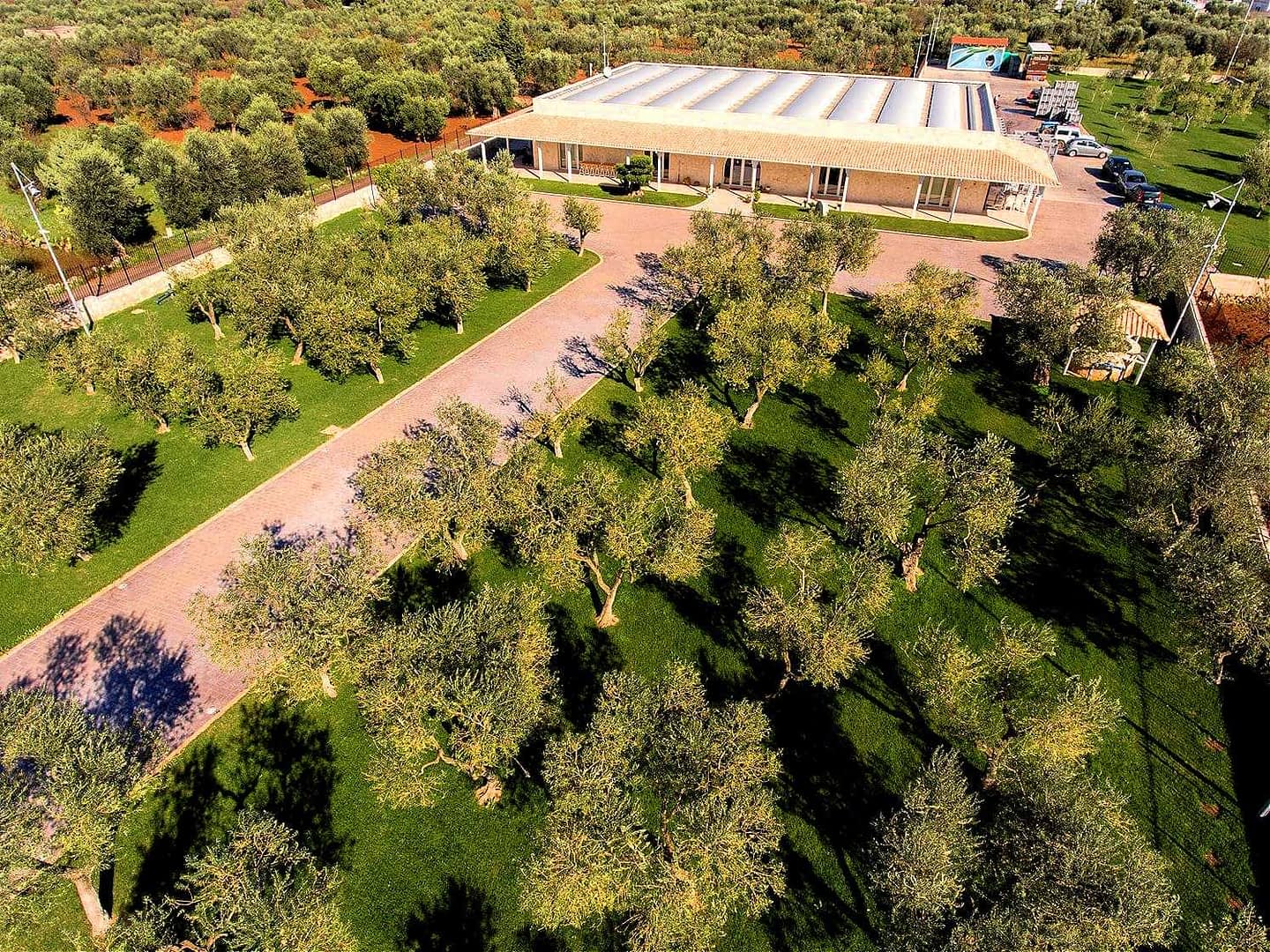 Aerial view of an olive grove with a modern building in the background surrounded by olive trees. - Olive Oil Times